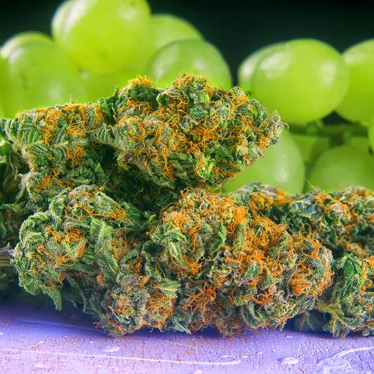 Imagen sin descripción