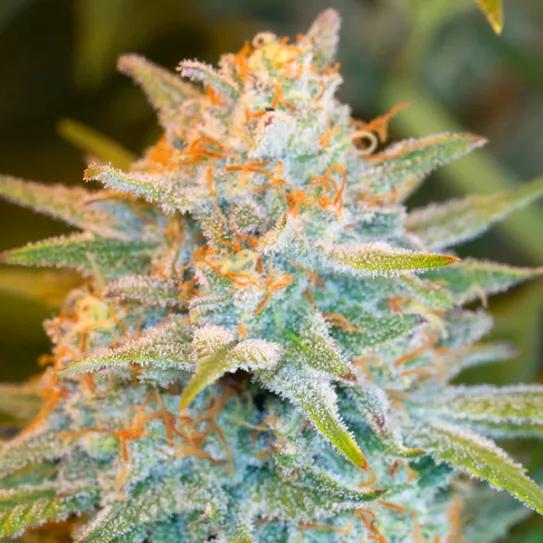 Imagen sin descripción