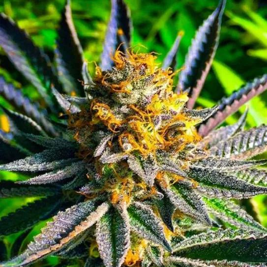 Imagen sin descripción