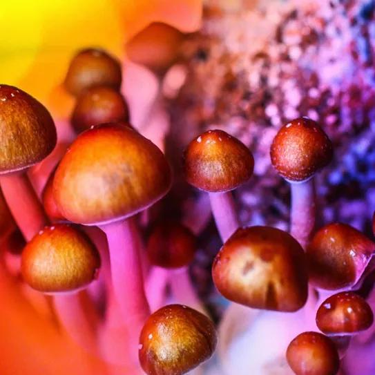 Imagen sin descripción