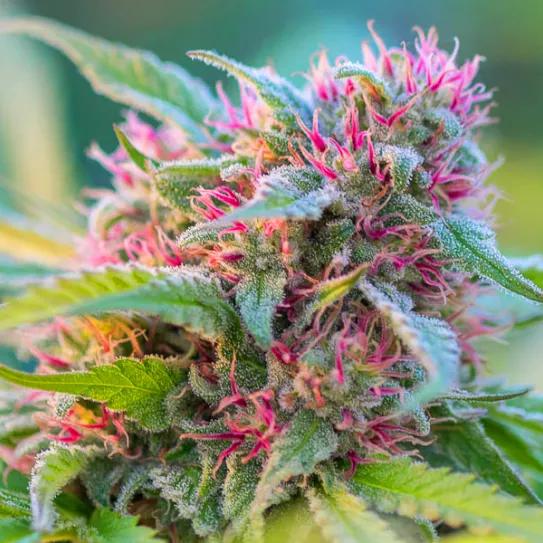 Imagen sin descripción