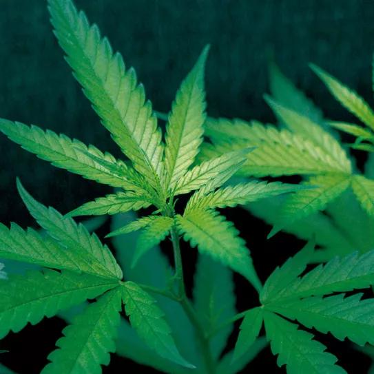 Imagen sin descripción