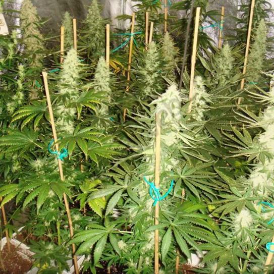 Imagen sin descripción