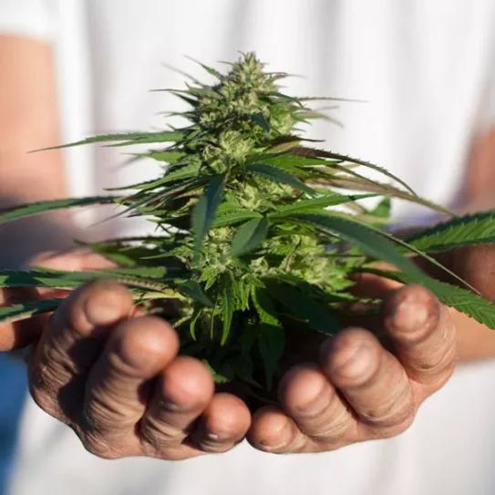 Imagen sin descripción