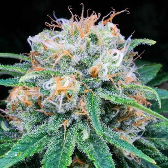 Imagen sin descripción