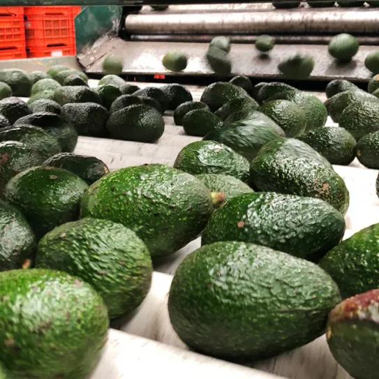 Imagen sin descripción