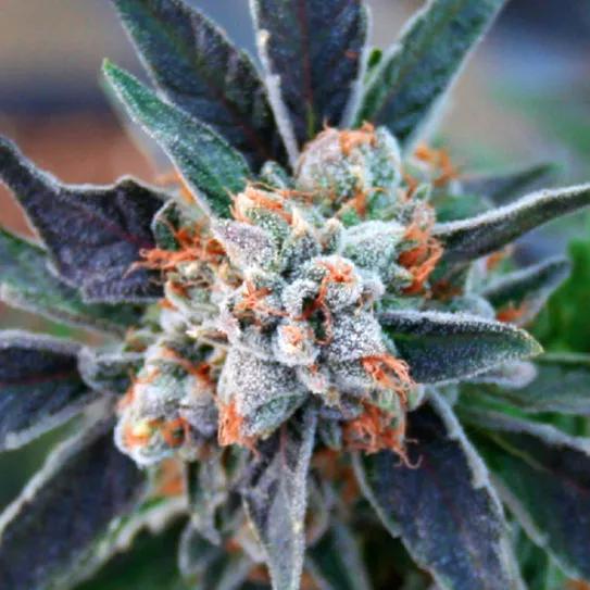 Imagen sin descripción