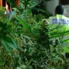 Se disfrazan de policía para robar 1.500 plantas de marihuana