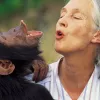 Jane Goodall se asocia con una compañía de CBD para ayudar al medio ambiente