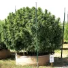 Planta de cannabis