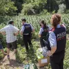 Mossos en una plantación