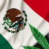 El Senado de México aprueba una regulación del cannabis muy criticada