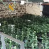Absuelto un cultivador terapeútico que fue sorprendido con 1116 plantas