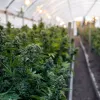 Una empresa española construirá una nueva planta de cannabis medicinal en Portugal