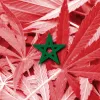 Marruecos aprueba definitivamente la regulación del cannabis medicinal e industrial