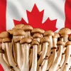 El 78% de los canadienses apoya el acceso medicinal a los hongos psilocybe para pacientes terminales 