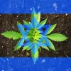 El Parlamento de Israel aprueba un proyecto para permitir el autocultivo medicinal a los pacientes