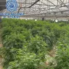 La policía interviene seis toneladas de plantas a una empresa de cáñamo 