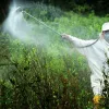 Colombia detiene las fumigaciones de cultivos de coca