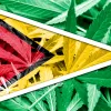 Guyana regula el cáñamo para impulsar la economía
