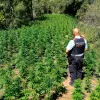 Cataluña incautó más de medio millón de plantas de marihuana en 2022