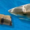 Los tiburones de Florida parecen estar consumiendo la cocaína que los traficantes pierden en el mar