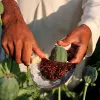 Políticos de la India piden legalizar la venta de opio  