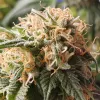 Gorilla Runtz, una variedad explosiva con aroma tropical