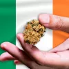 La legalización del cannabis volverá al parlamento irlandés en enero 