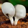 Nueva Zelanda autoriza el cultivo de hongos psilocybe autóctonos