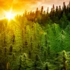 Es posible que el cannabis resista a la crisis climática