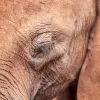 México: una elefanta mejora su salud después de usar un aceite de cannabis con CBD