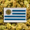 El retroceso de la marihuana en Uruguay 