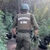 Chile aumentó un 154% las incautaciones de cannabis