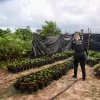 Detienen a cuatro integrantes de una asociación de cannabis medicinal en Brasil