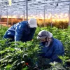Buscan que los trabajadores de la industria del cannabis en Oregon puedan afiliarse a los sindicatos