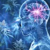 La combinación de cannabinoides podría revolucionar el tratamiento de enfermedades neurodegenerativas
