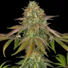 Barney’s Farm strain story Wedding Cake