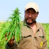 Paraguay busca elevar el límite de THC en la producción de cáñamo