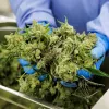 Canadá desembarca en la industria del cannabis de Alemania