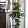 La inteligencia artificial ya es capaz de manicurar las flores de cannabis