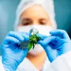 El Estado argentino deberá garantizar los insumos de cannabis para las investigaciones científicas