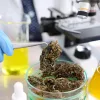 Malta estudiará la presencia de sustancias tóxicas en el cannabis