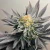 Sour Bluez, de IZI Seeds: equilibrio perfecto entre potencia, sabor y estabilidad genética