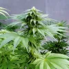 Cogollos bajo plástico: las ventajas de cultivar cannabis en invernadero 