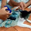 Capturan a gato cargado con cannabis y heroína en Costa Rica