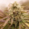 Appalachian Kush Early Version de World of Seeds