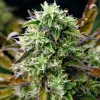 El dilema del olor del cannabis: cómo potenciar el aroma de los cogollos y evitar que los vecinos lo huelan