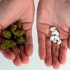 Ocho de cada diez personas usuarias sustituyen fármacos por cannabis