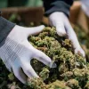 Macedonia del Norte revisará licencias de cannabis medicinal